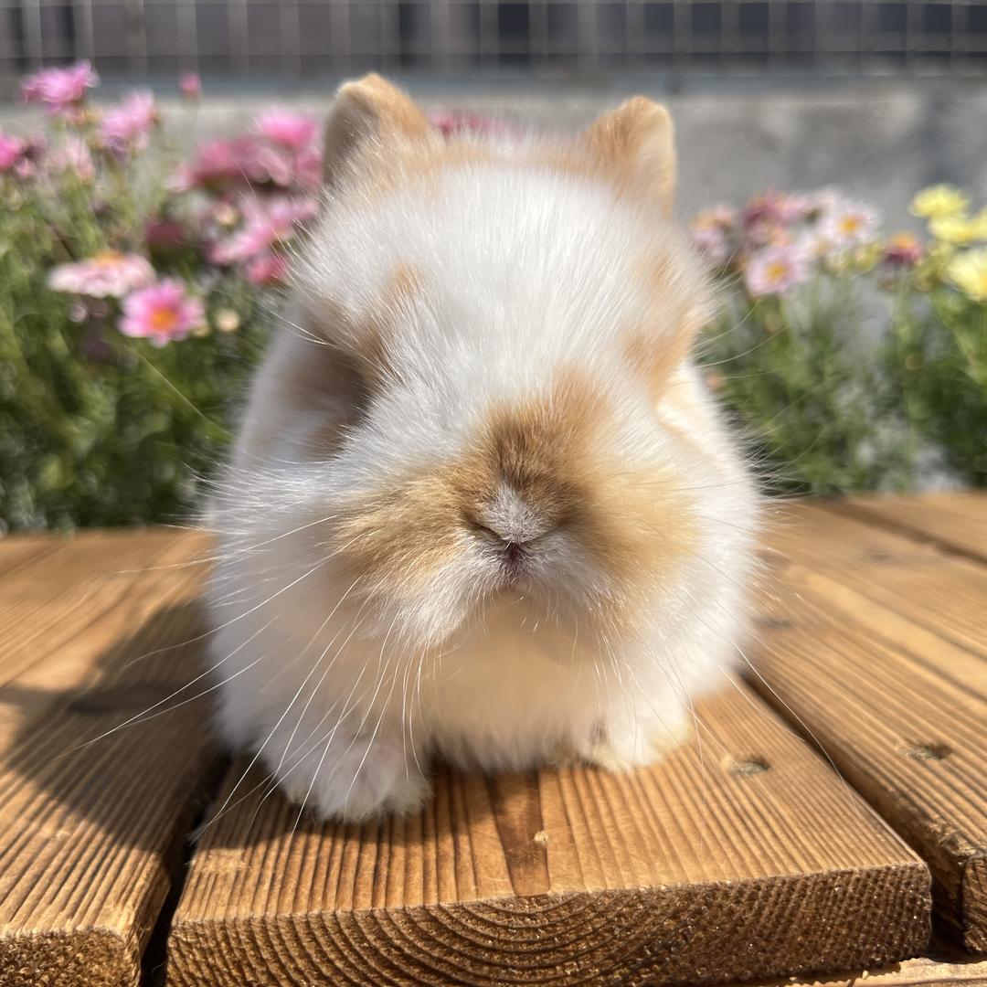 七喜小兔舍
