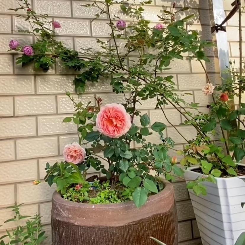 射阳风格烫发大荣