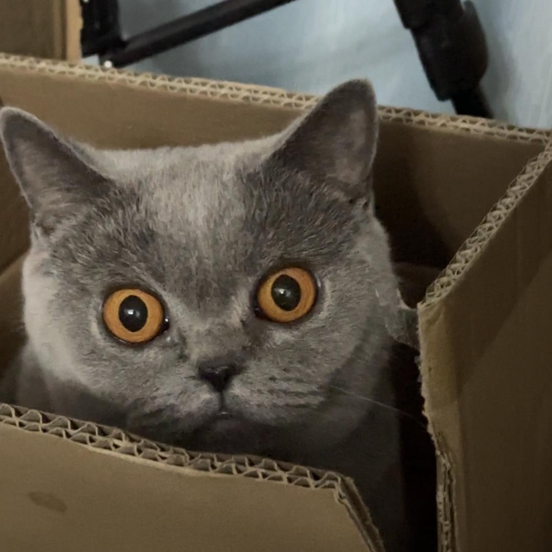 猫团🧶