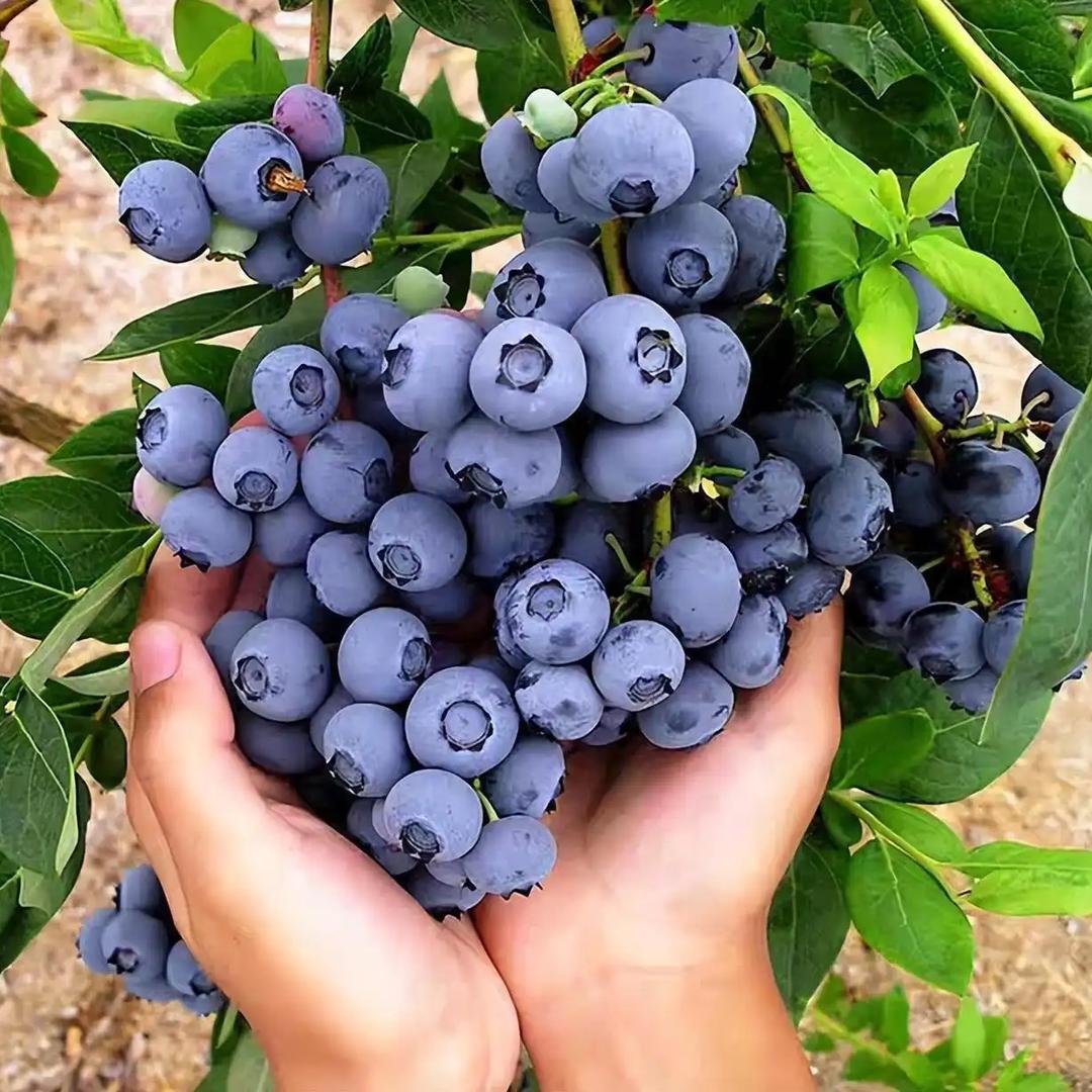 花音谷康文果树苗木专卖店