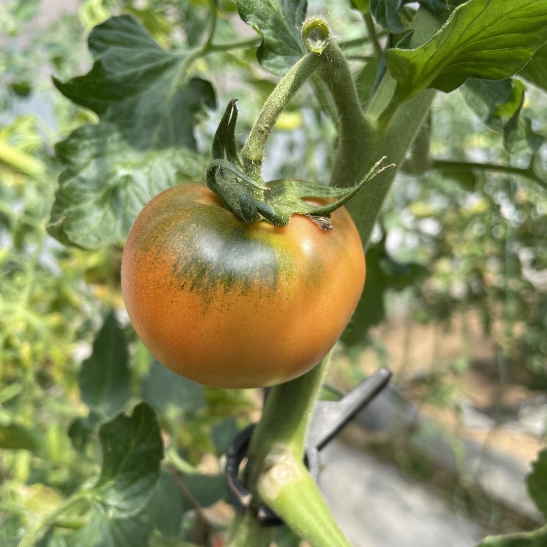 鲜市仓生鲜果蔬