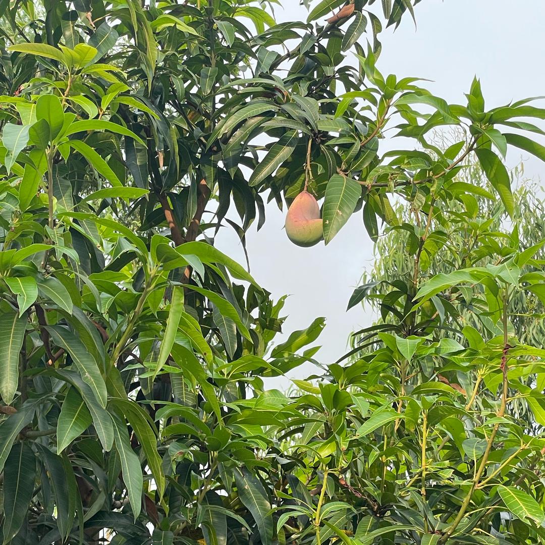 心开福来
