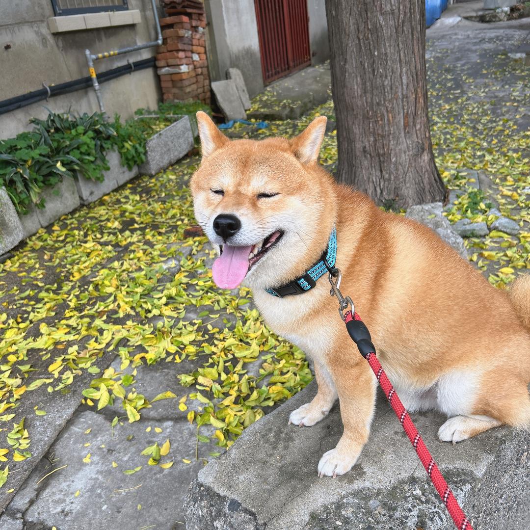 wenwen文文