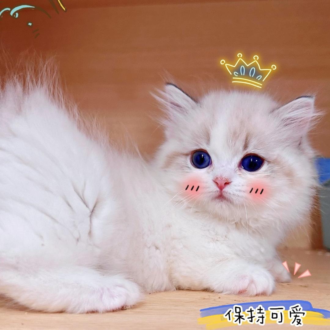薇薇喵家的猫（直播号