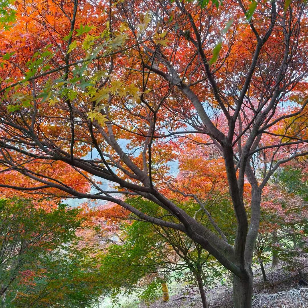 盛丰农业【专供枫类植物】