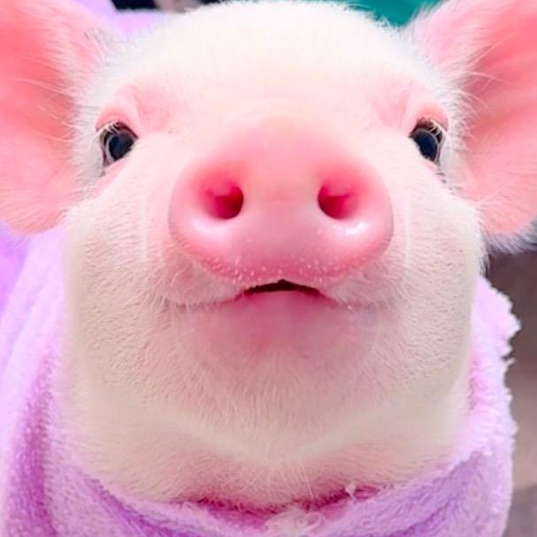 秃头少女不吃烤肉🐽