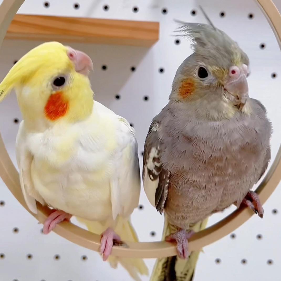 可爱的鹦鹉🦜小灰和香蕉