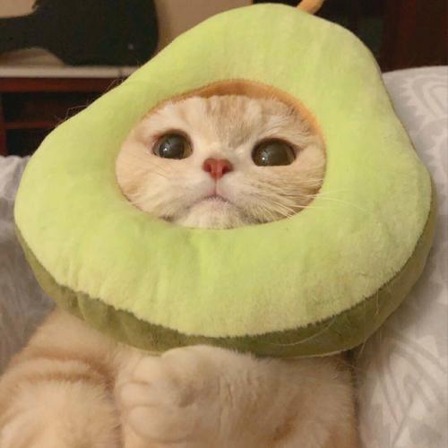 禾斗摆烂，揭竿而起版