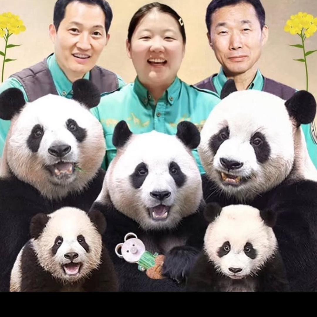福猪猪是bao