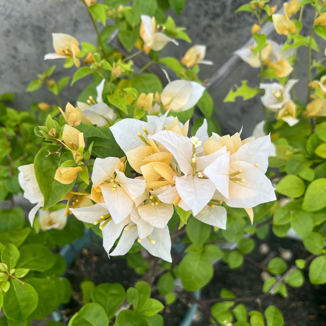 来财来财呀