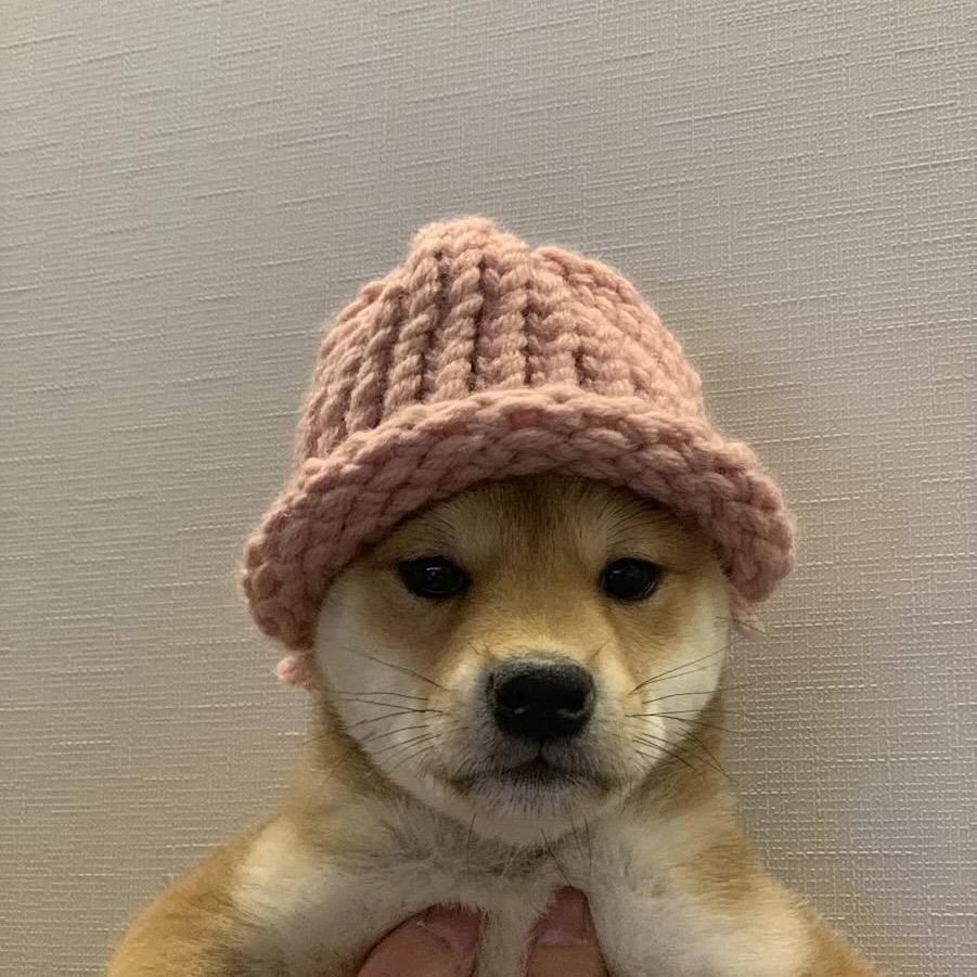 张大帅🐶
