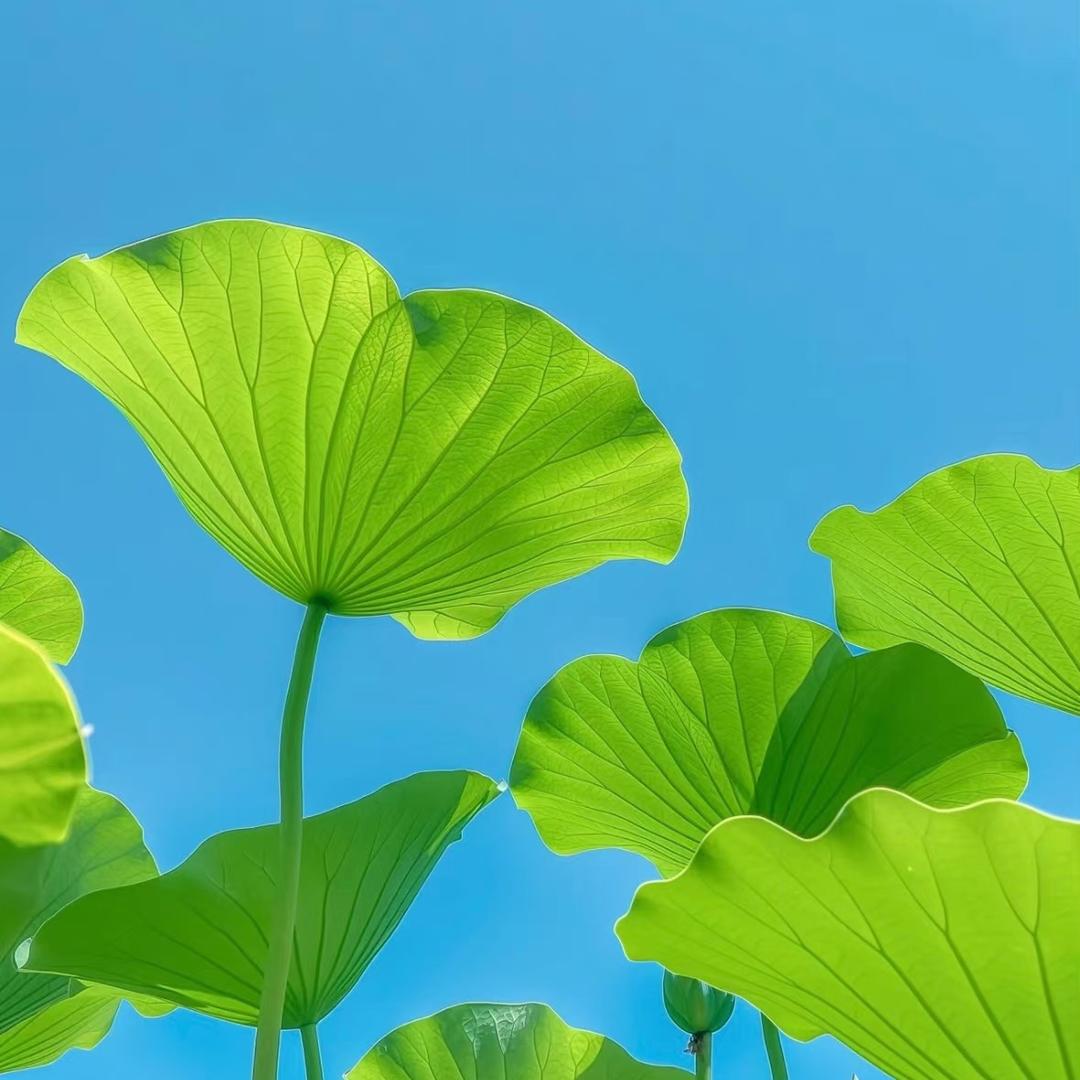 牛牛牛