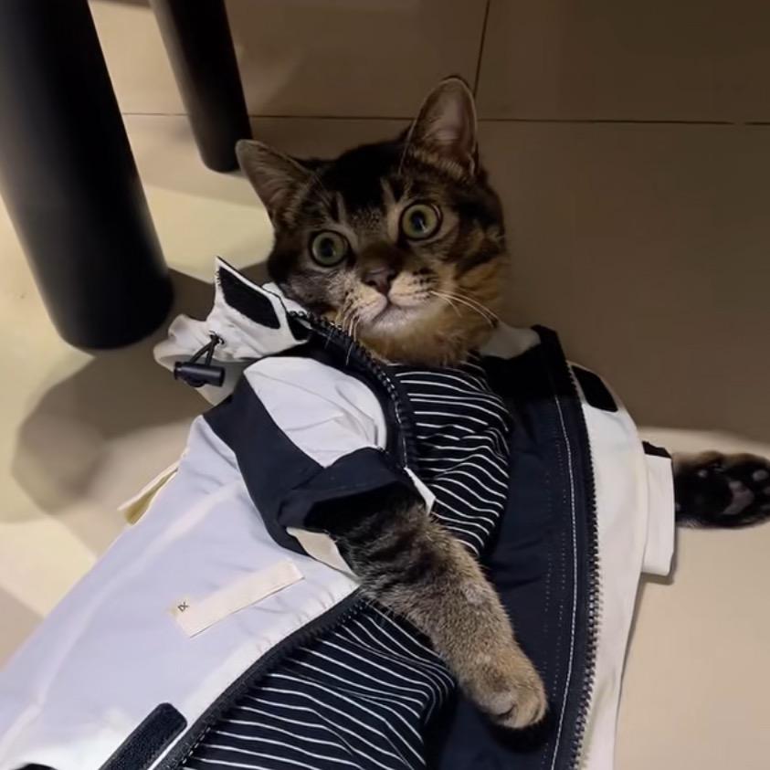 小怪兽是一只猫
