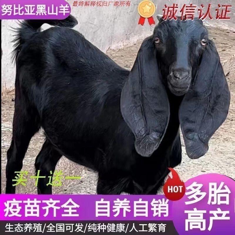 潶汕洋精选