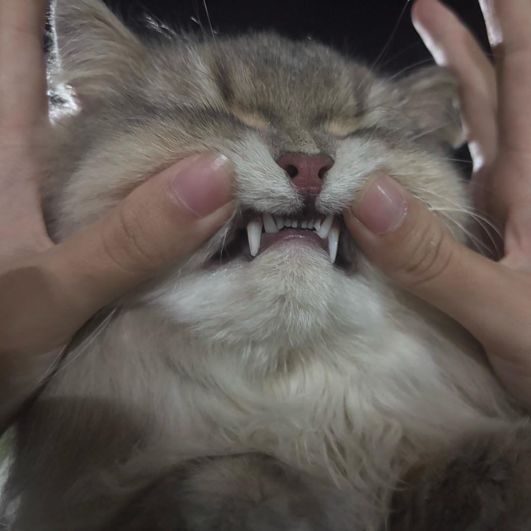 金豹来咯