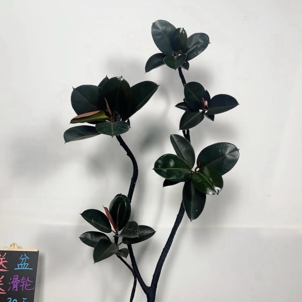 小玉园艺