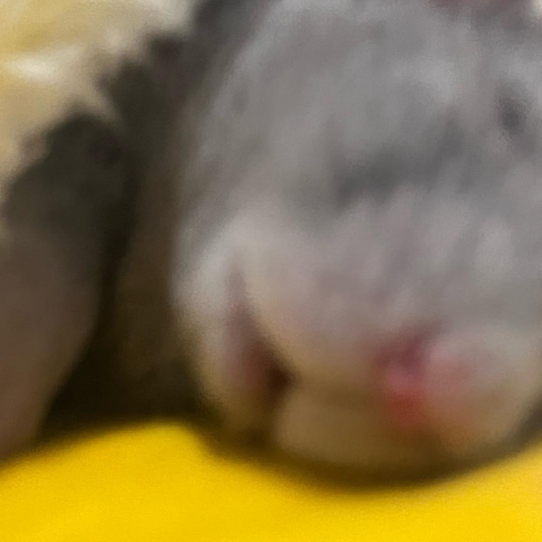 可爱鼠鼠脾气爆