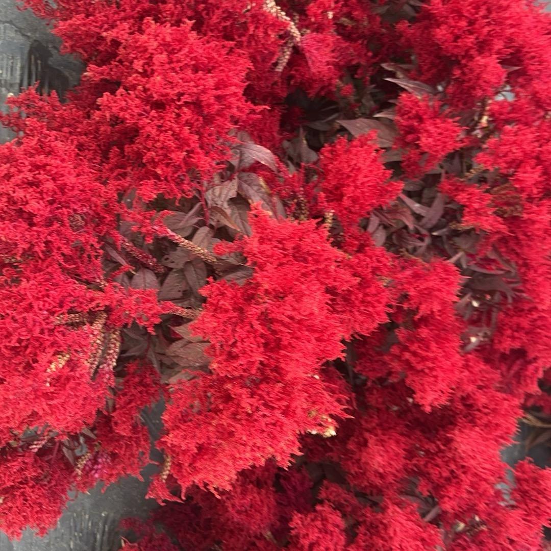姑父优选