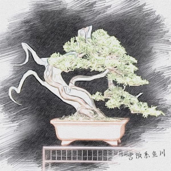 抖音盆景手艺人