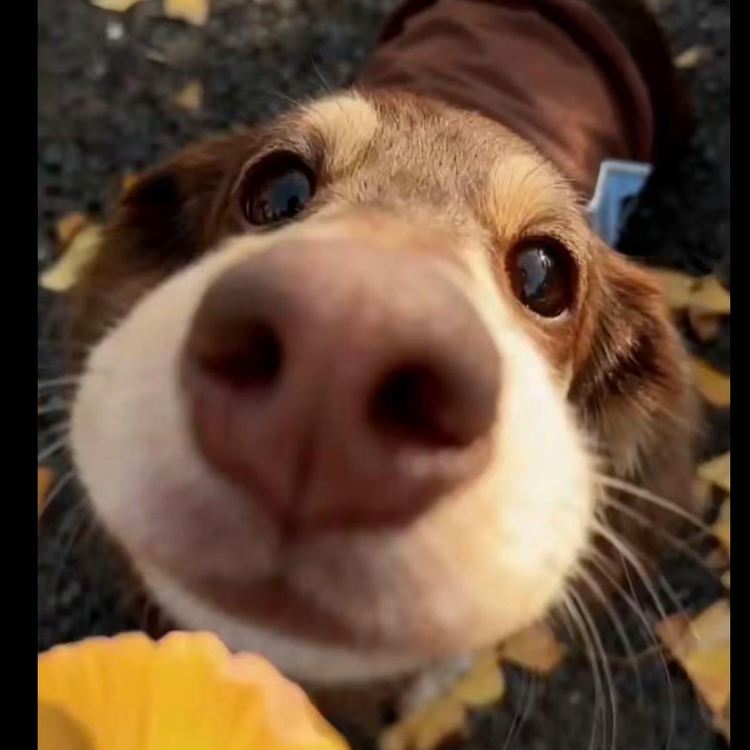 浅灰蓝（跟周深见面版）