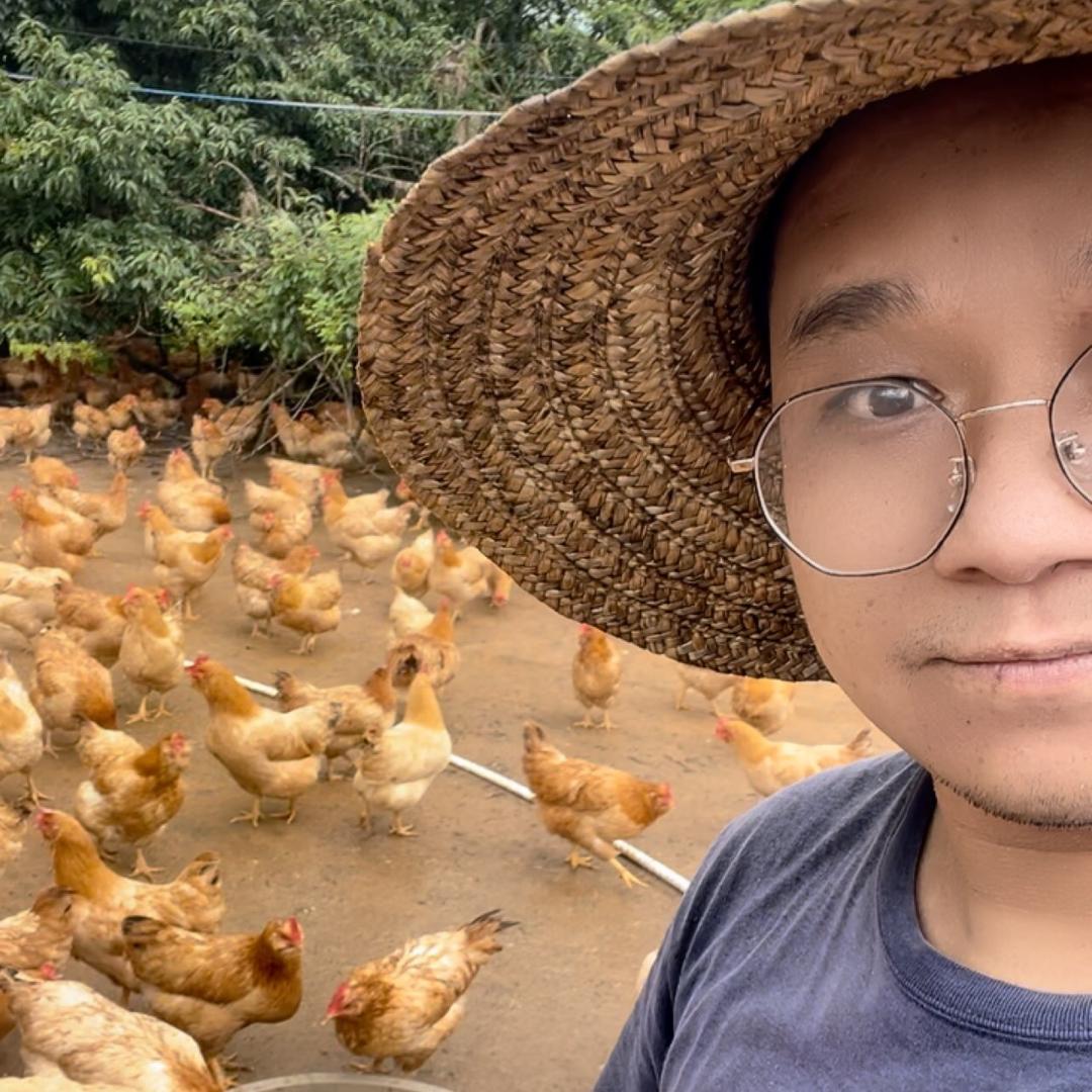 农村大山养鸡人