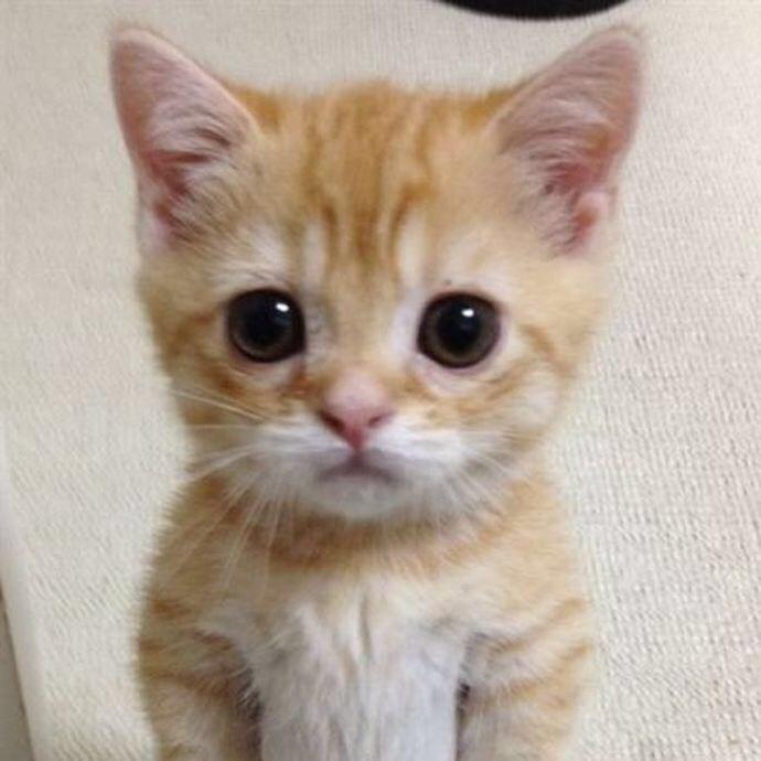 独宠猫霸