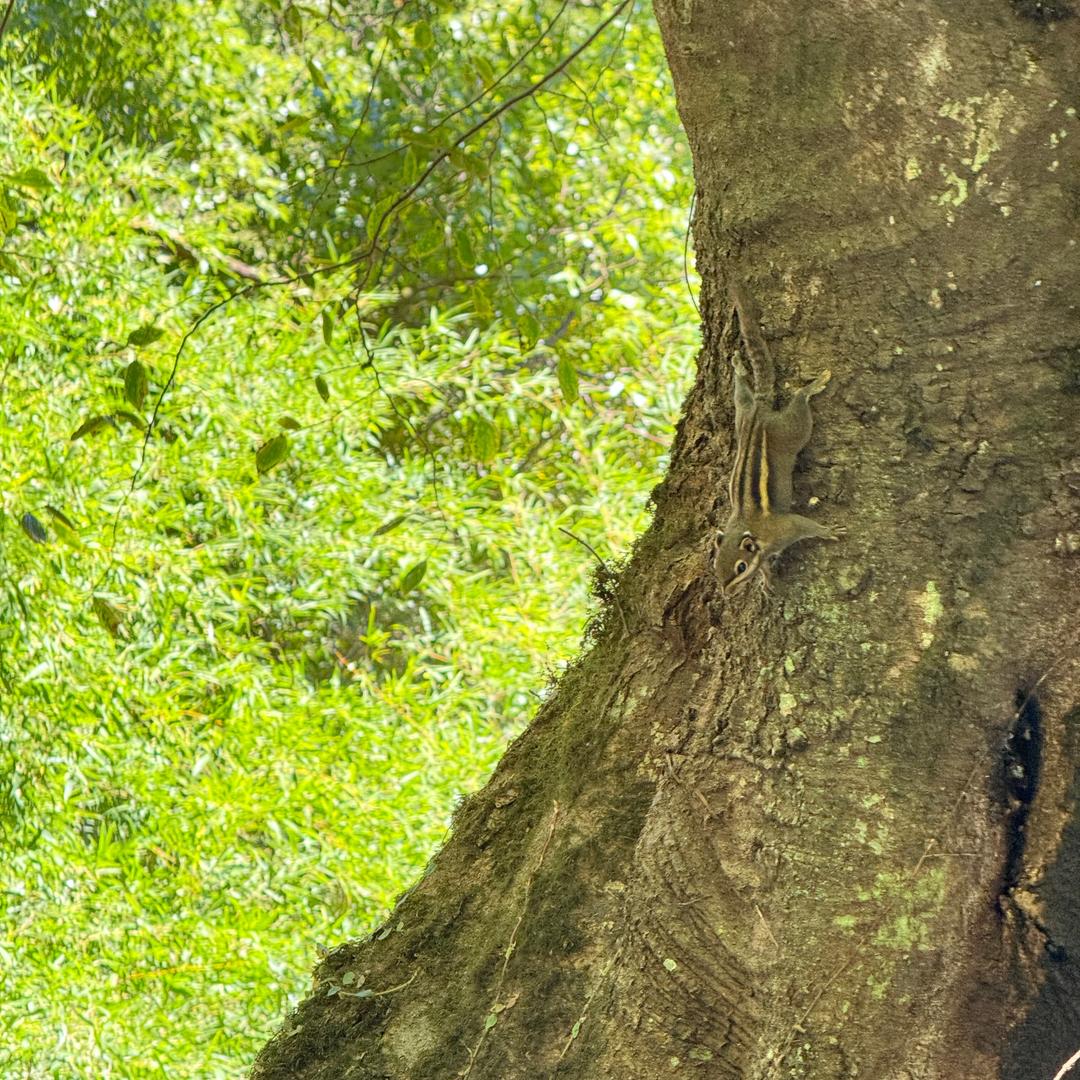 🐉Eversolo🐦‍🔥