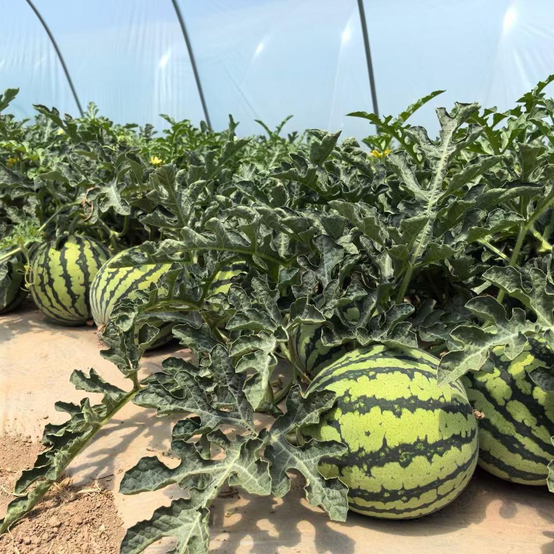 🍉谷氏麒麟【飞弟】