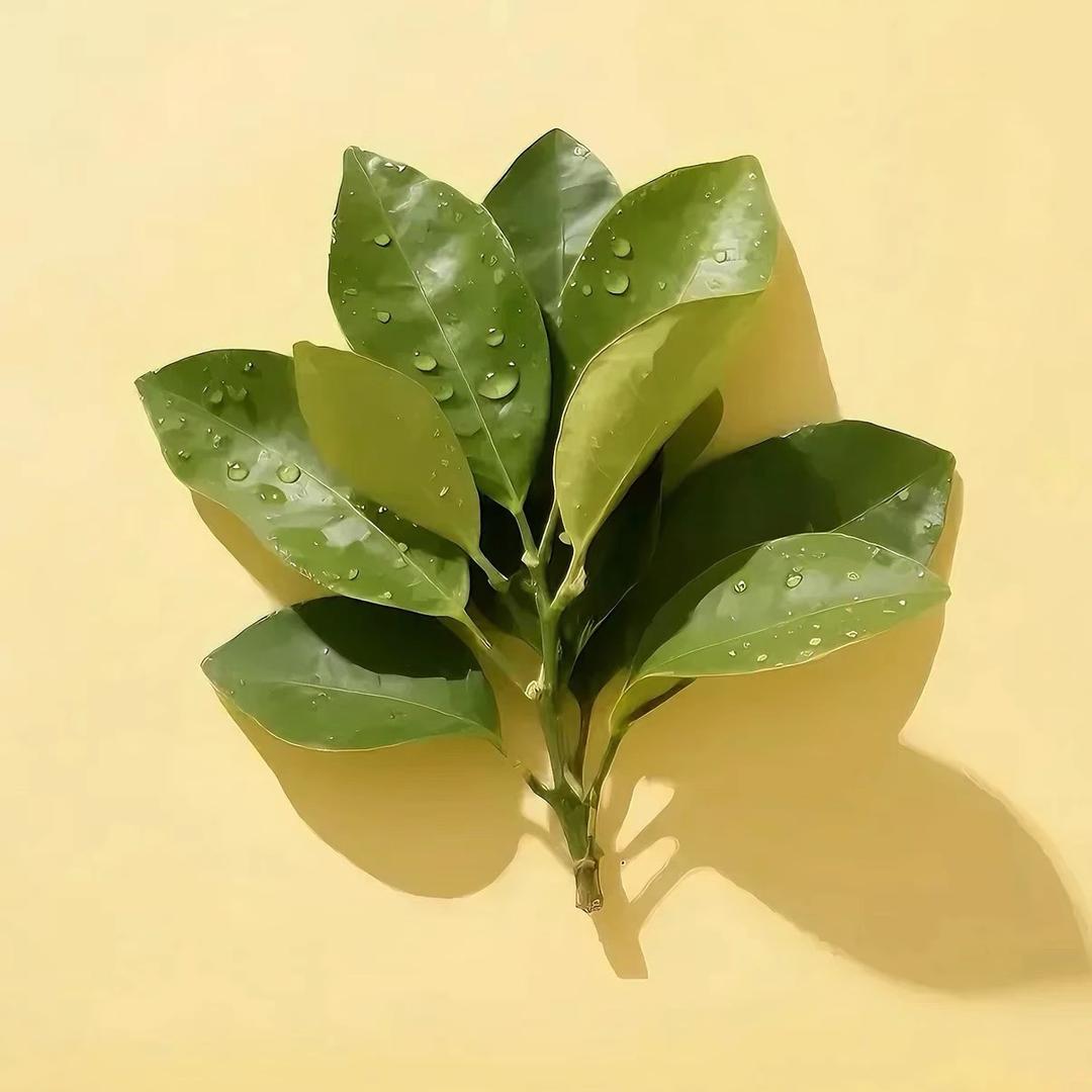 এ᭄ꦿ꯭ꫛ黄꧔ꦿএ᭄💕