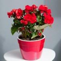 知足常乐一花总