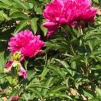 芙蓉（笑迎人生）