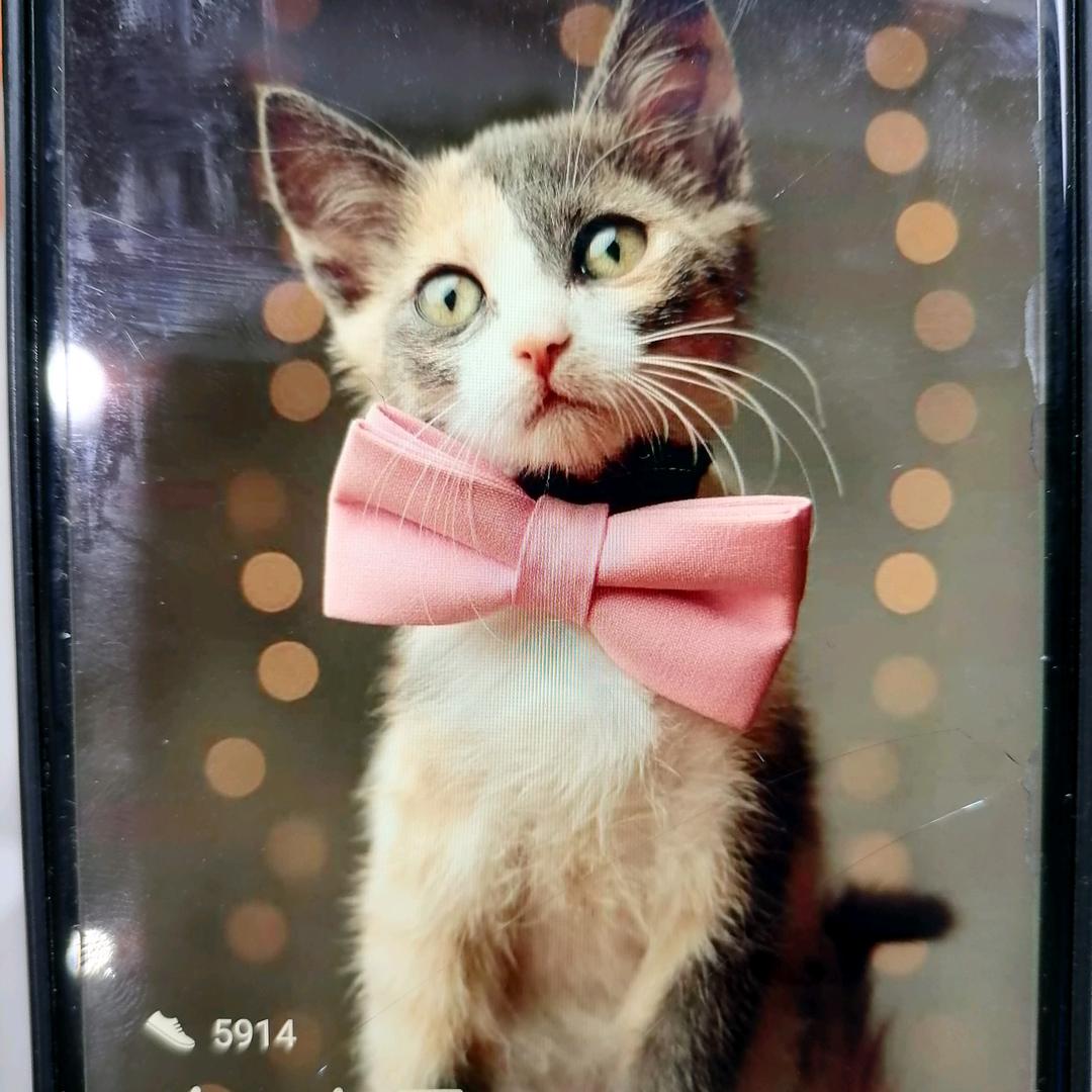 期待(๑˙ー˙๑)