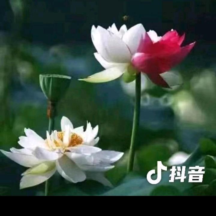 胡帅哥