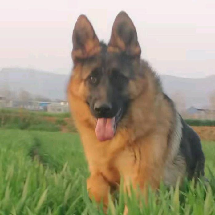 德国牧羊犬爱好者
