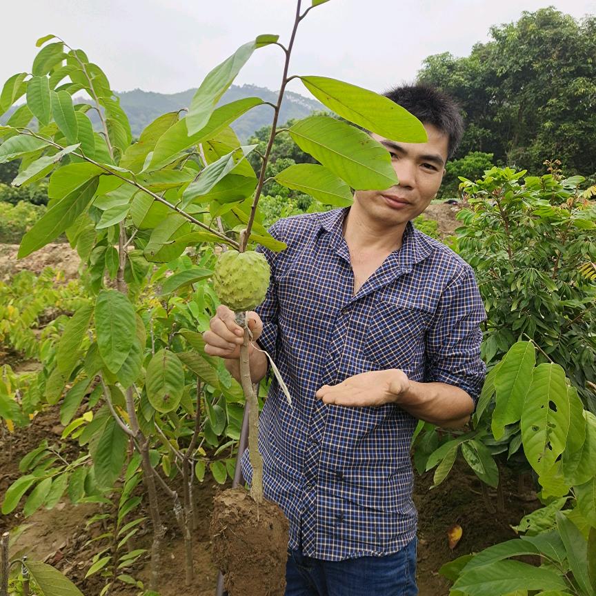 那隆镇家福果苗场