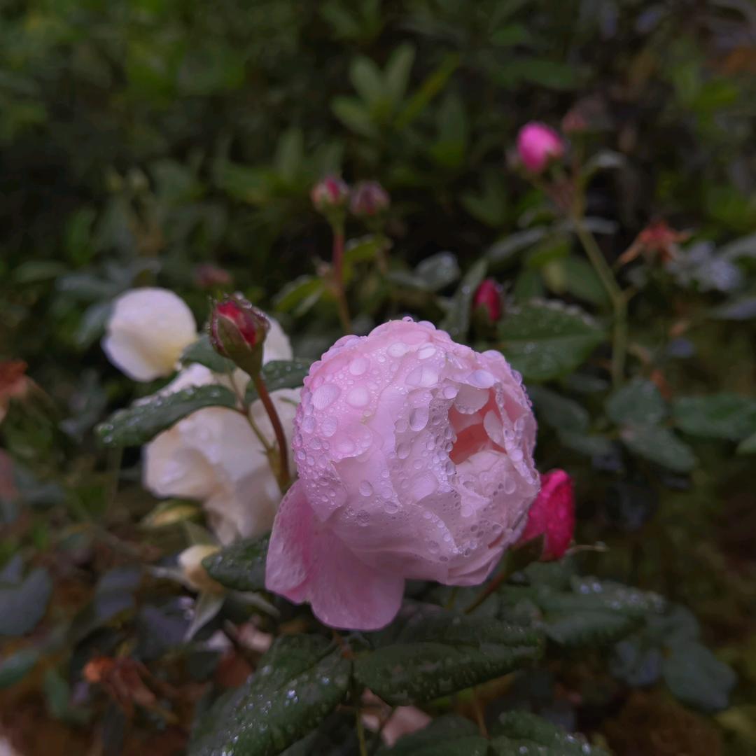 小太阳     ，，，