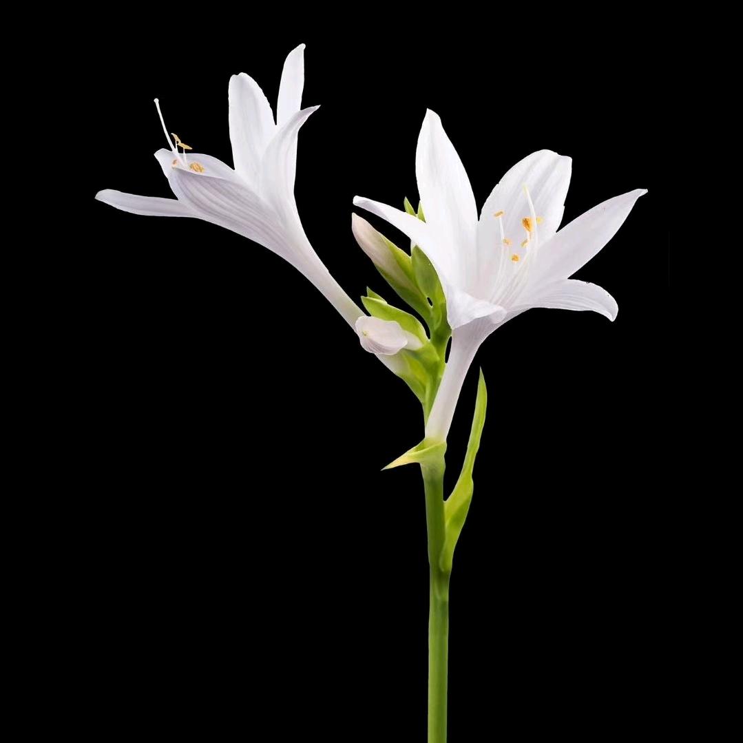 玉暨一枝花独秀