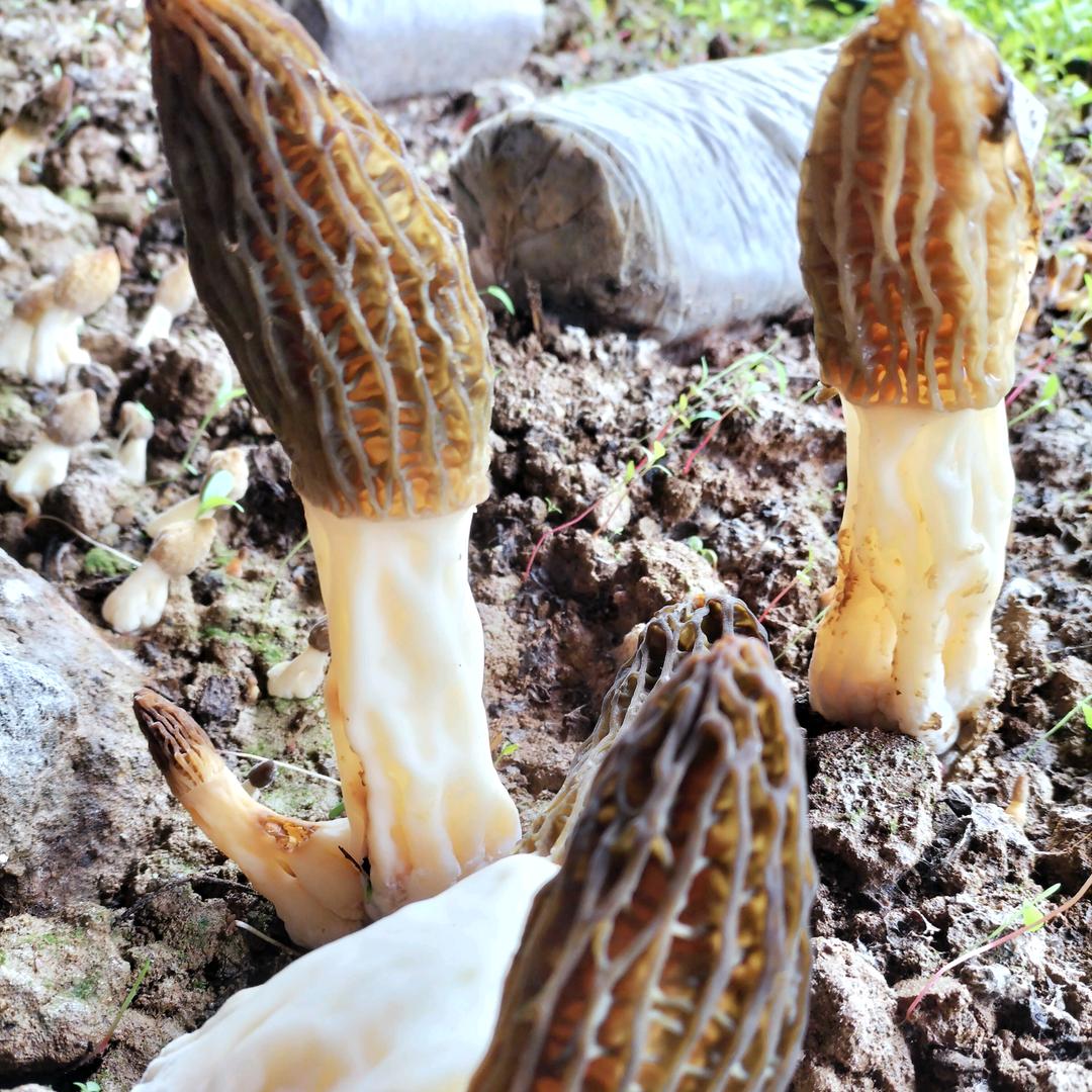 湖北食用菌菌种培养交流