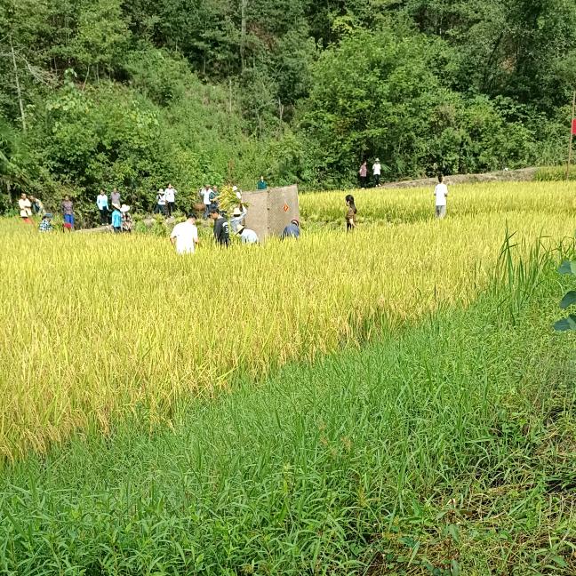 农村山货