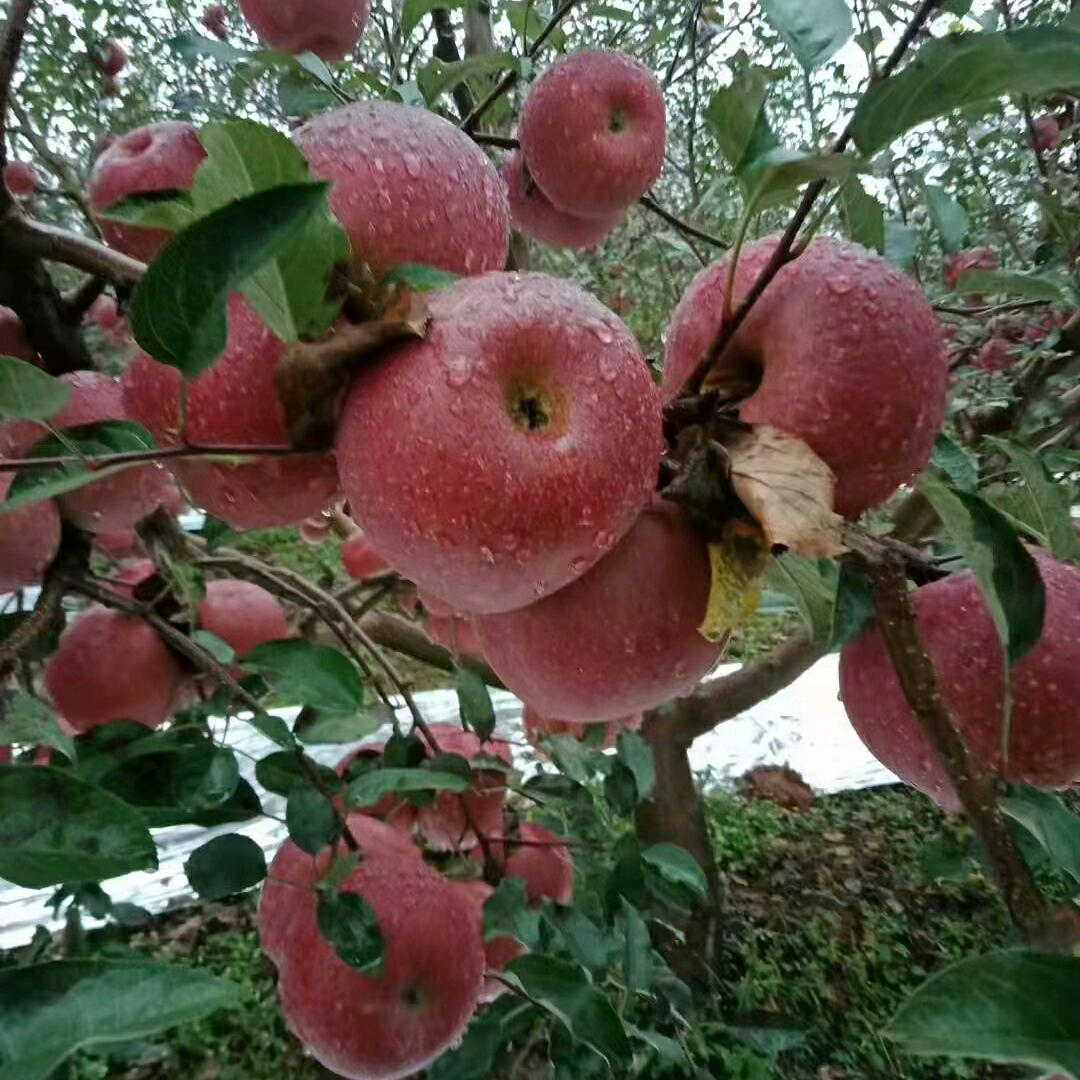 用户6517235513761桃姐