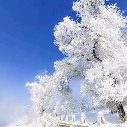寒江雪柳