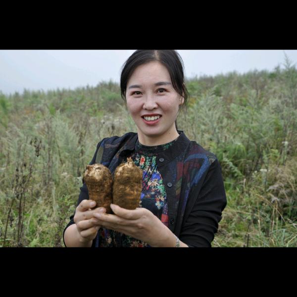 彝良县盛宝祥天麻种植