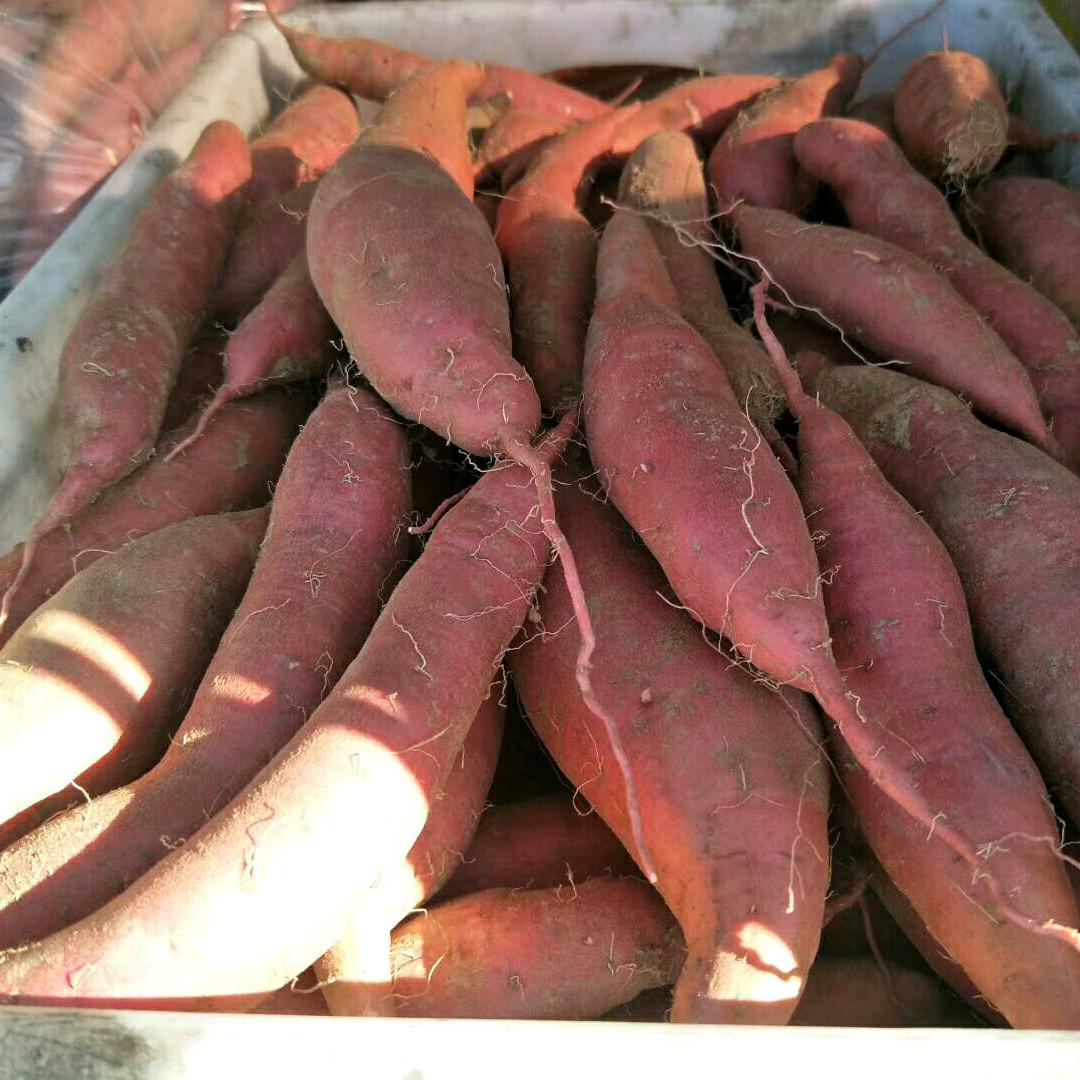 华军专业种植——健康农业