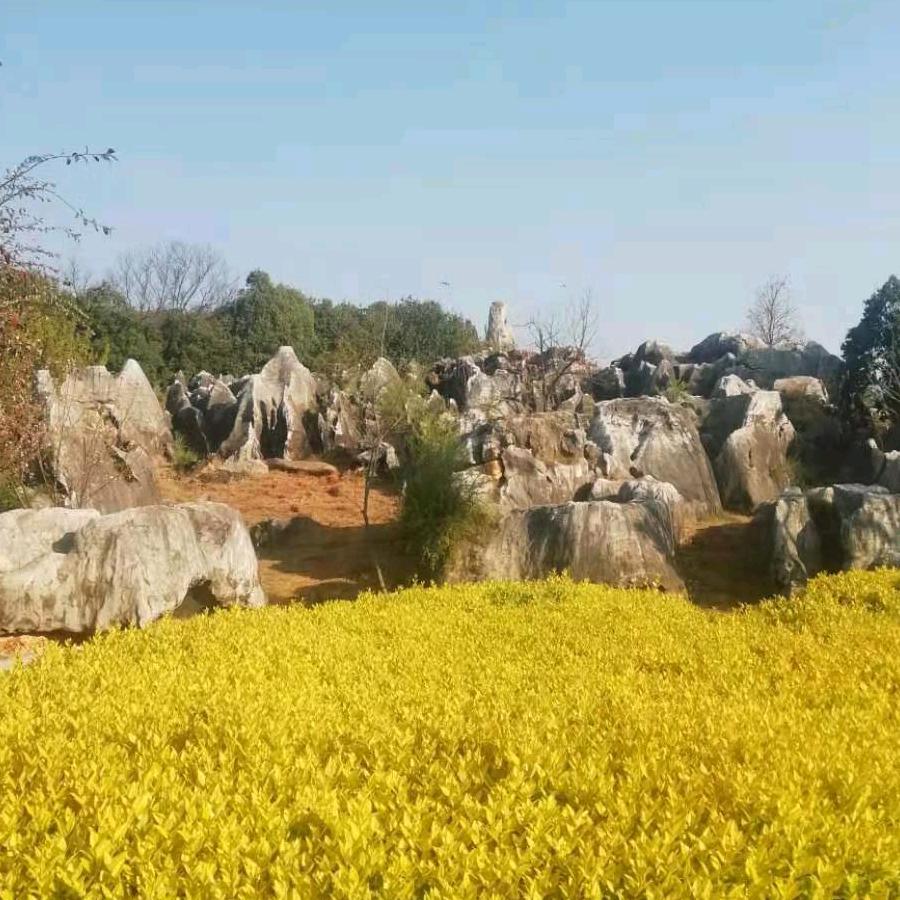 吴小红