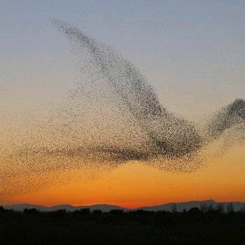 🌈小仙女的吸管🌈