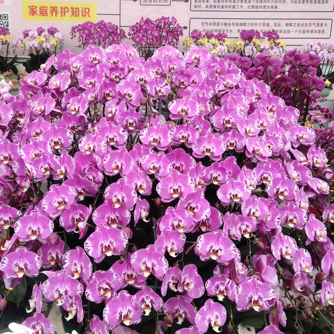我心飞翔