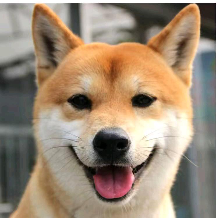 a宠物管家