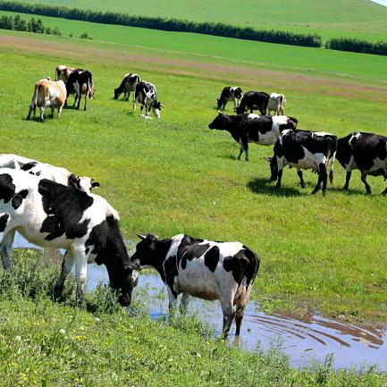 那山那水那头牛