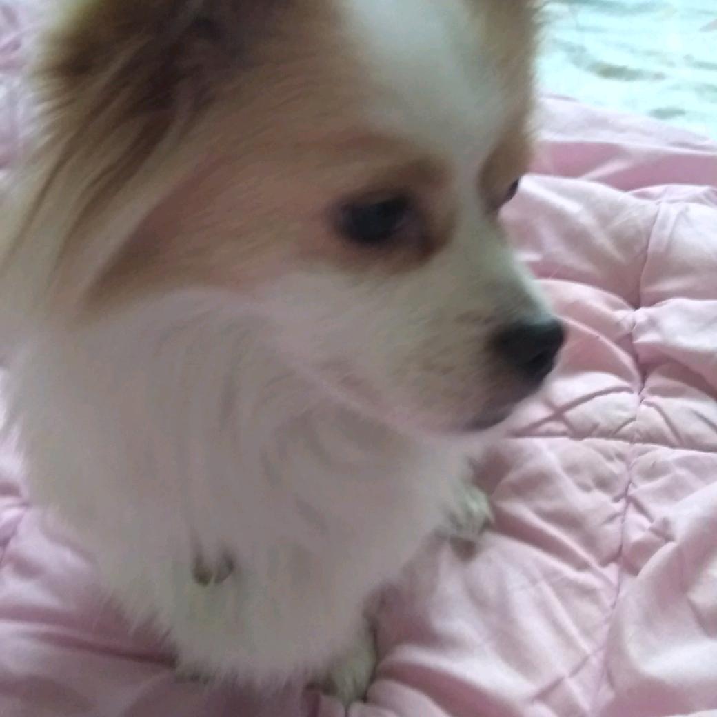 龙飞凤舞