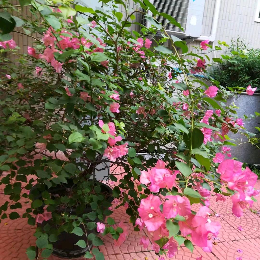 棉花糖